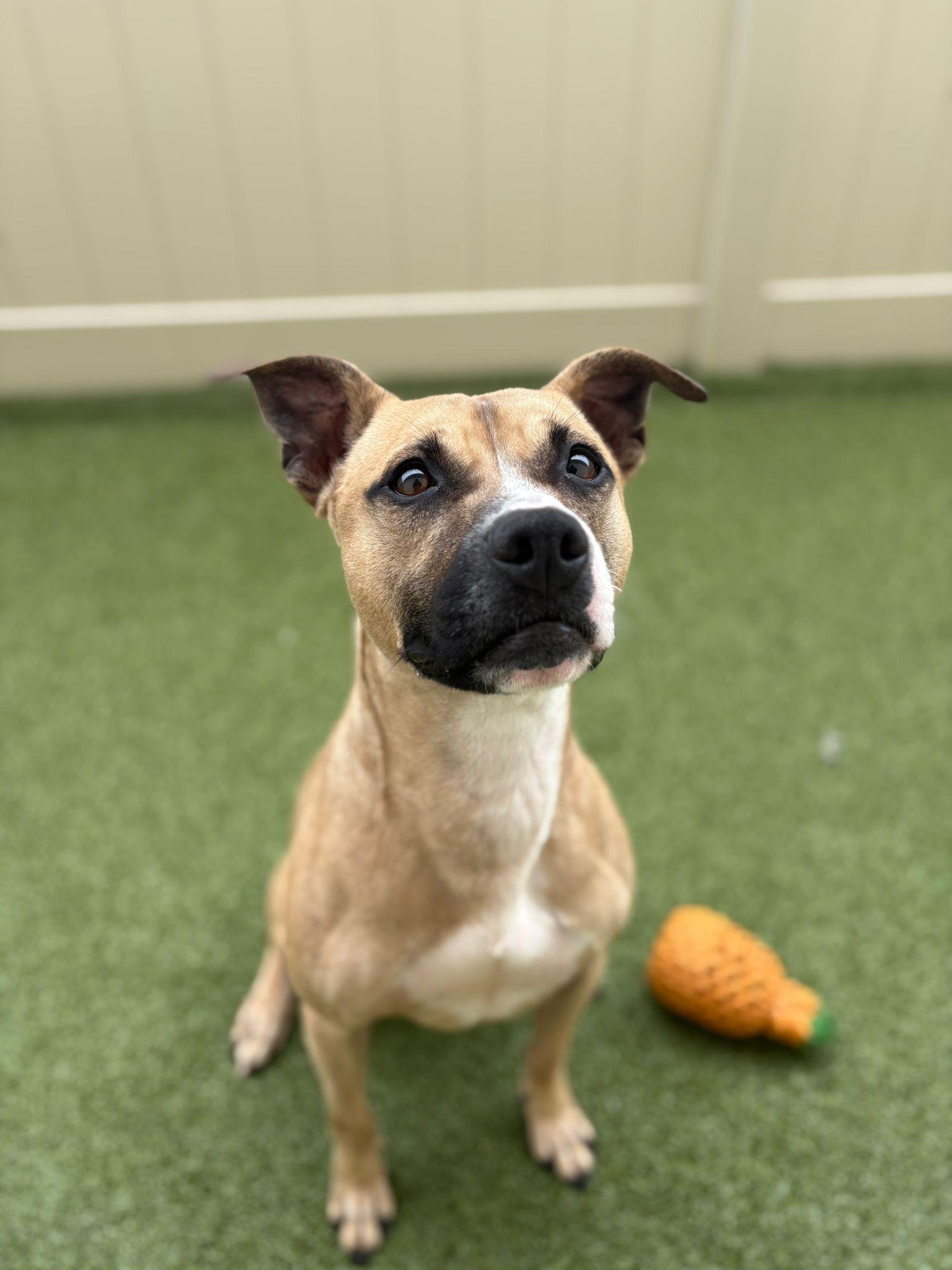 Biscuit, a Adoptable mixed breed in Brooklyn, NY image 3/6