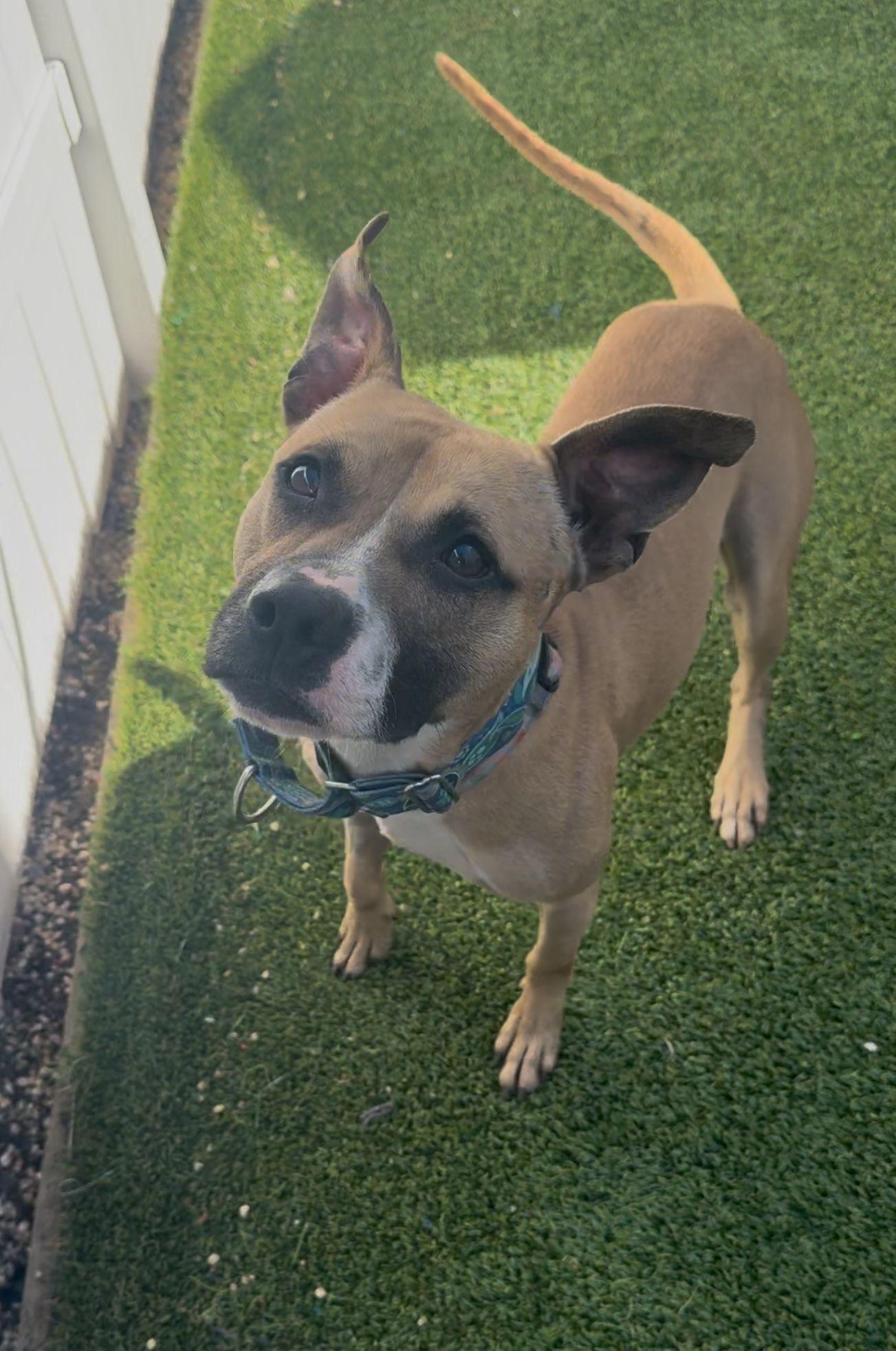 Biscuit, a Adoptable mixed breed in Brooklyn, NY image 5/6