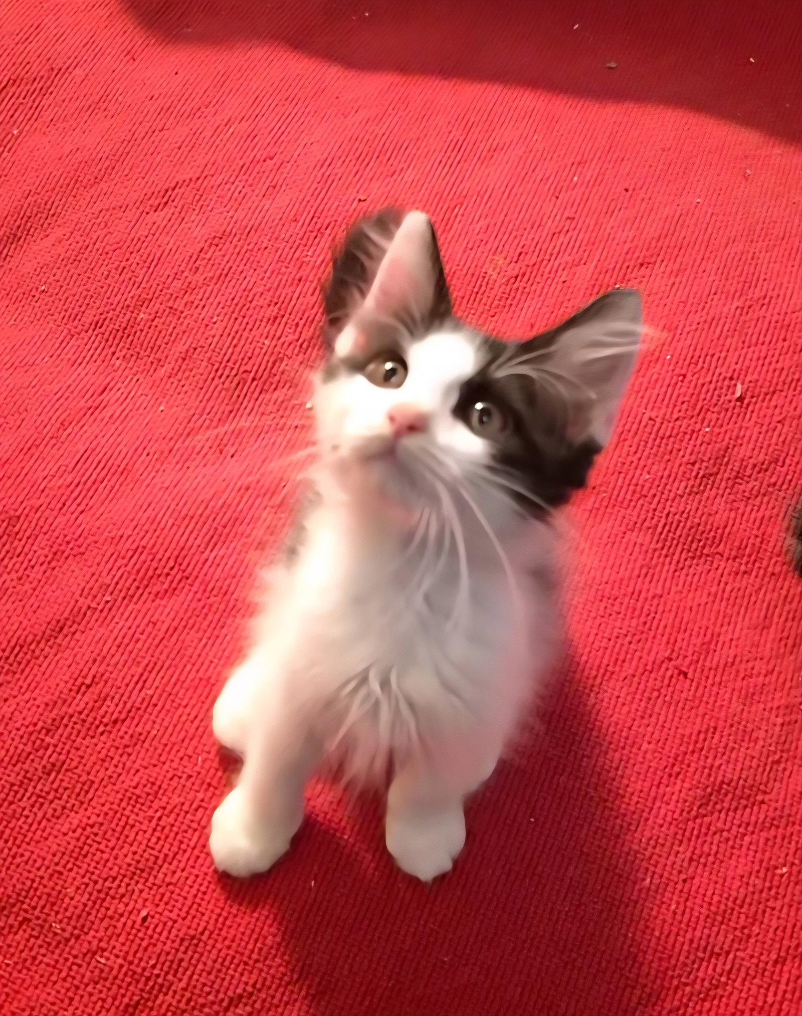 TONY, a Adoptable Domestic Medium Hair in Orlando, FL image 1/3