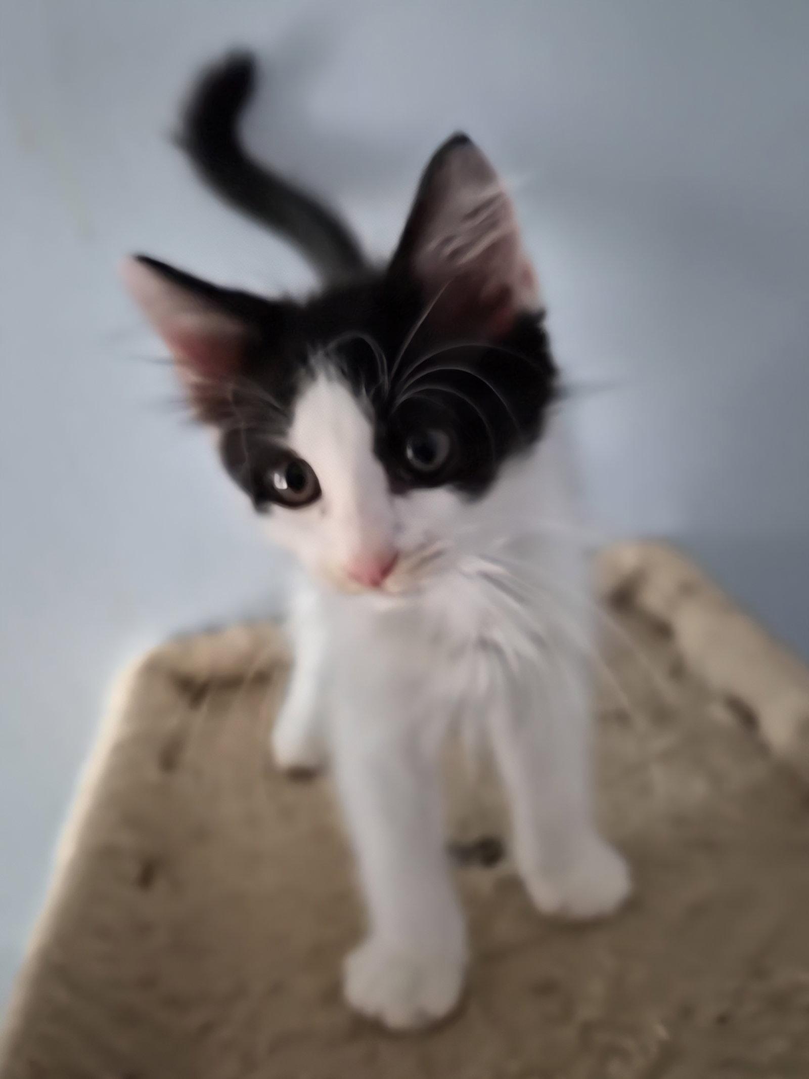 TONY, a Adoptable Domestic Medium Hair in Orlando, FL image 2/3