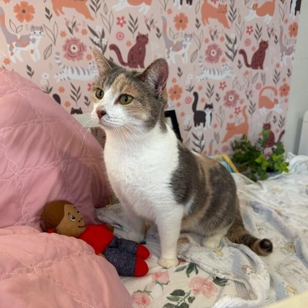 Holly Hobby — thumbnail 4