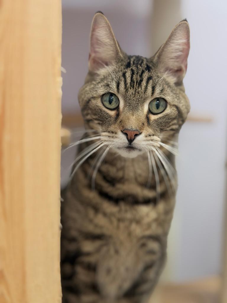 Gizmo, Adoptable, Senior Male Domestic Short Hair.