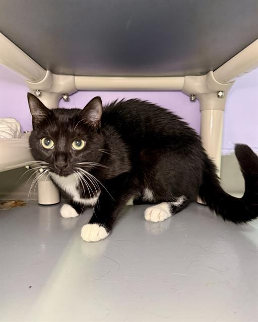 Enlarge AVELINE, a Adoptable Domestic Short Hair in Fort Walton Beach, FL image 1/1
