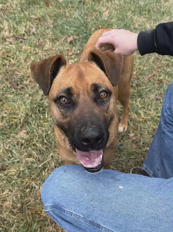 Enlarge Birdie, a ADOPTABLE mixed breed in Monterey, VA image 1/3