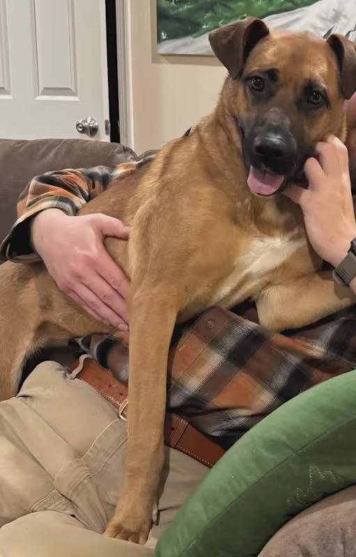 Enlarge Birdie, a ADOPTABLE mixed breed in Monterey, VA image 2/3