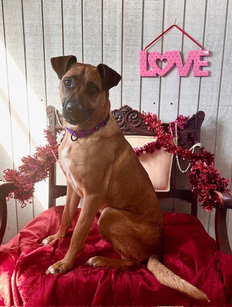 Enlarge Birdie, an adoptable mixed breed in Monterey, VA image 1/5