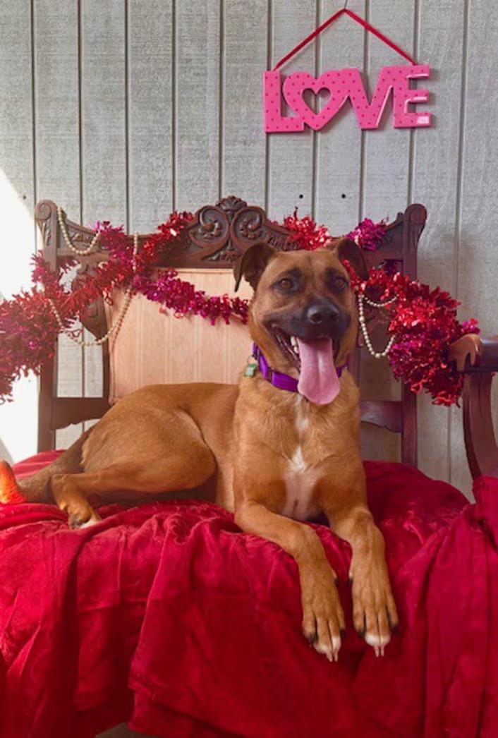 Enlarge Birdie, an adoptable mixed breed in Monterey, VA image 5/5