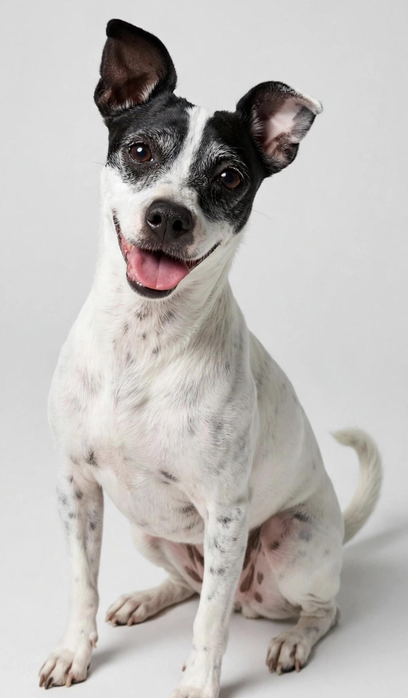 Enlarge OREO, a Adoptable mixed breed in Dix Hills, NY image 1/6