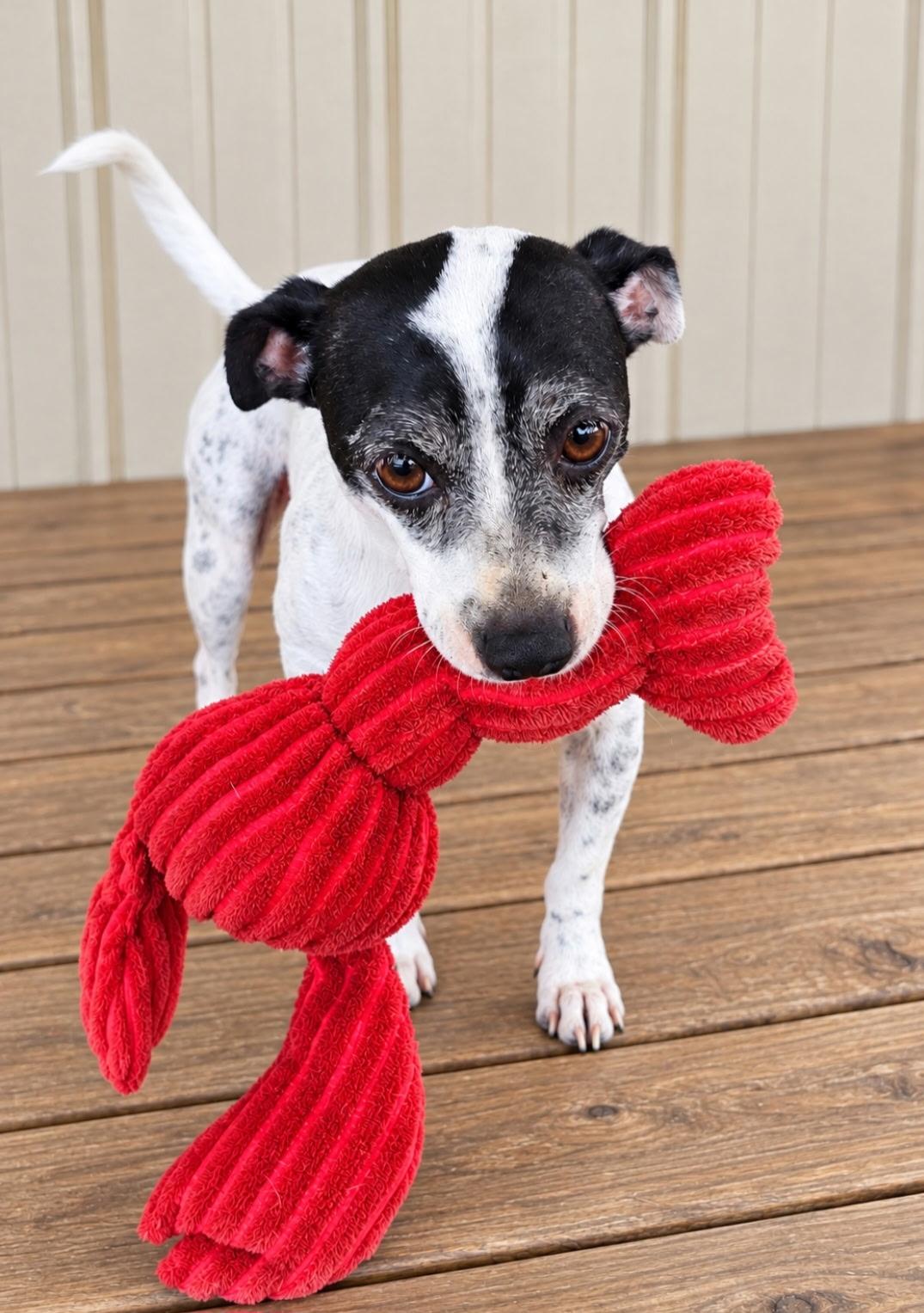 Enlarge OREO, a Adoptable mixed breed in Dix Hills, NY image 4/6