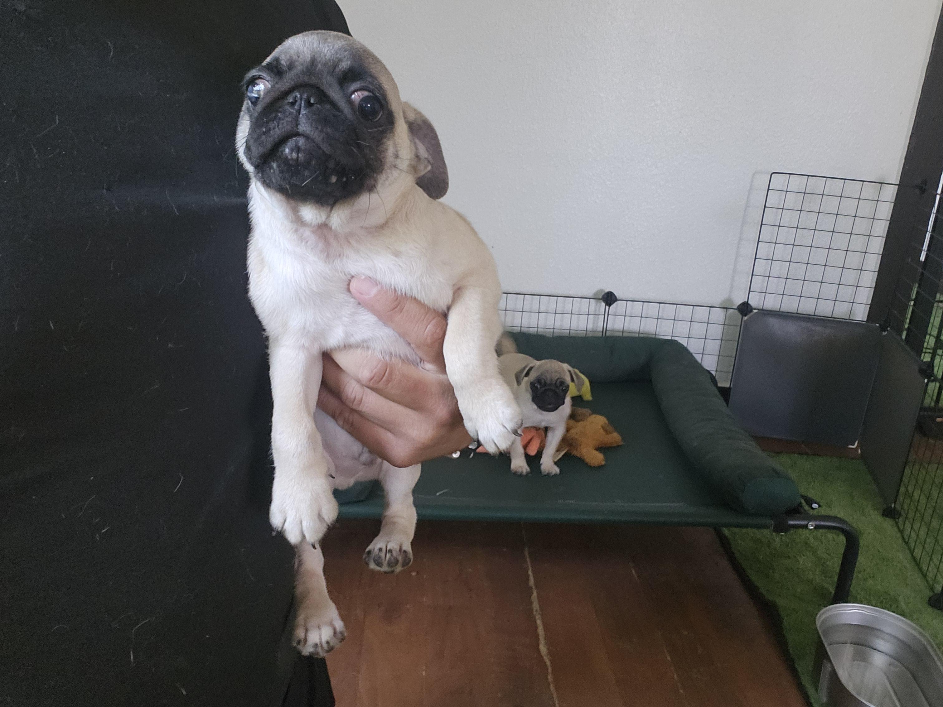 Enlarge Duncan, a Adopted Pug in Long Beach, CA image 1/1