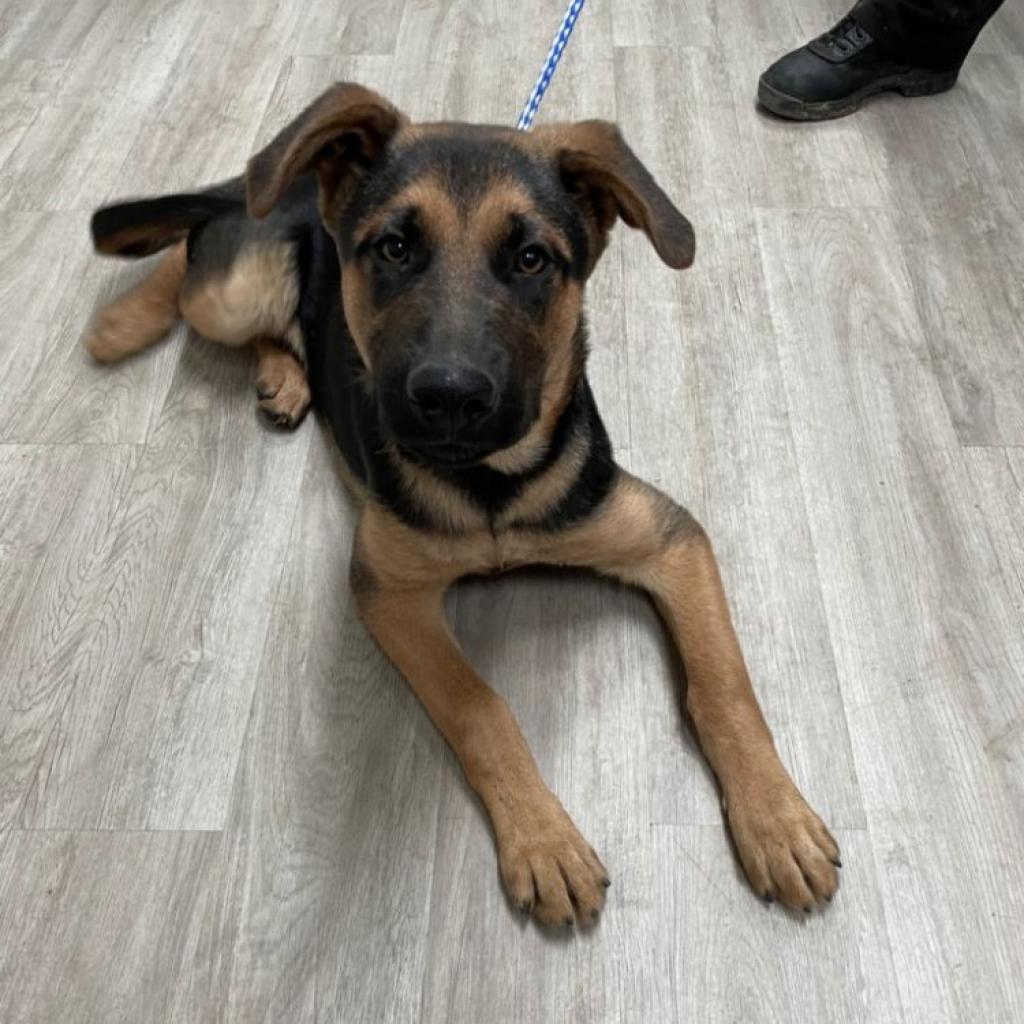 Webb, Adoptable, Adult Male Mixed Breed.