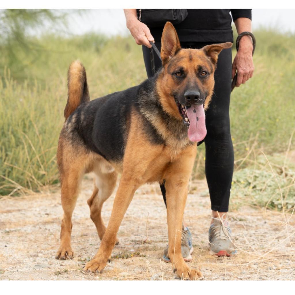Enlarge Webb, a Adoptable Mixed Breed in Hemet, CA image 2/3