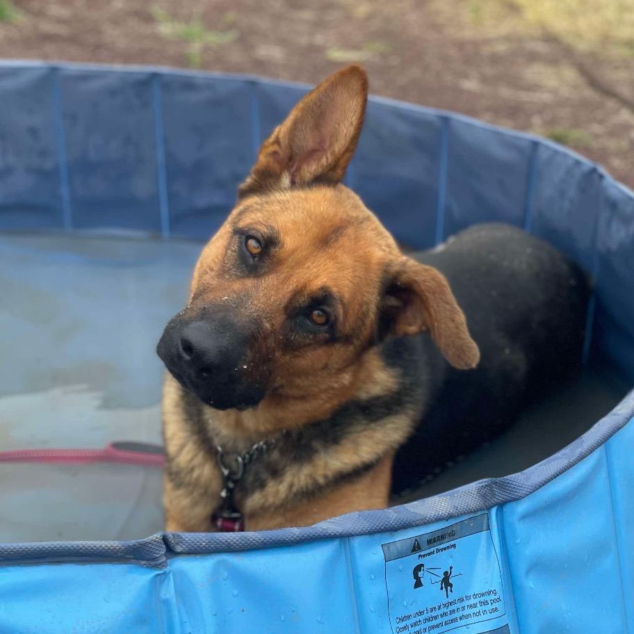 Enlarge Webb, a Adoptable Mixed Breed in Hemet, CA image 3/3
