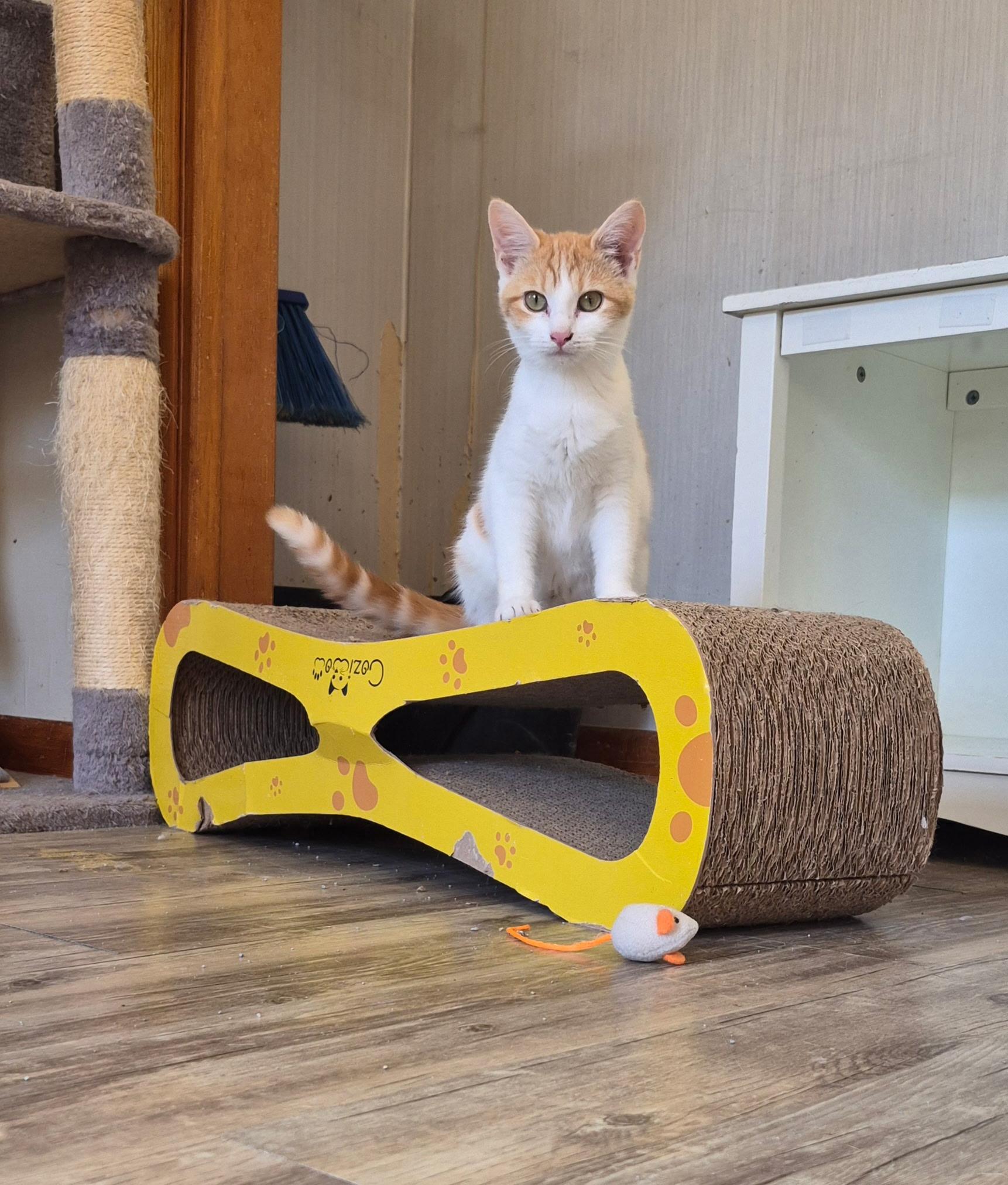 Betty Whitepaw, Adoptable, Young Female Domestic Short Hair.