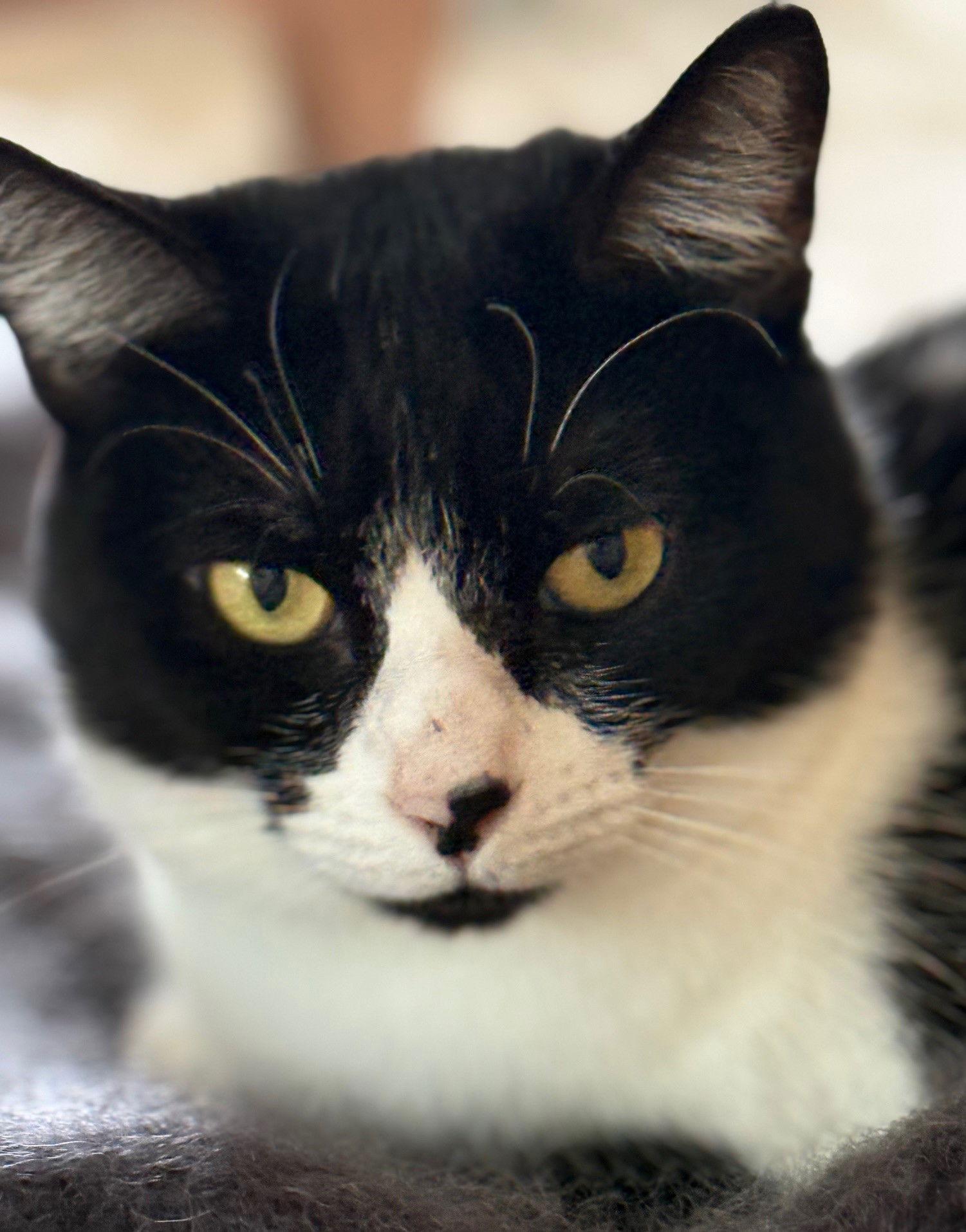 Shell, a Adoptable mixed breed in Palo Alto, CA image 1/3