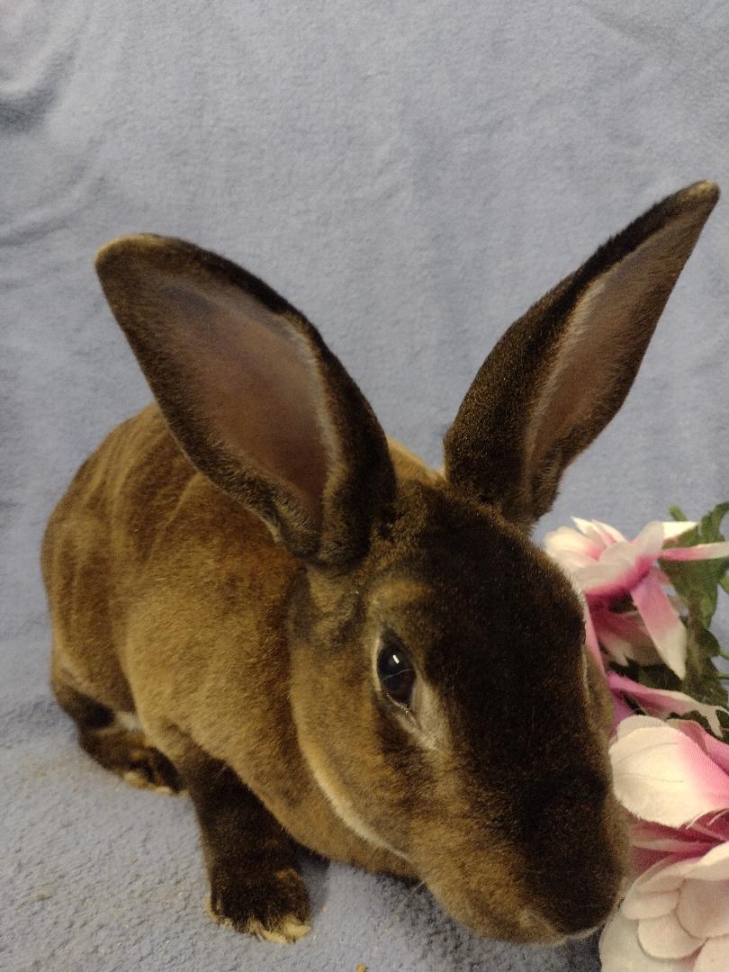 Rabbit for adoption - Marie, a Mini Rex in Plymouth, MI | Petfinder