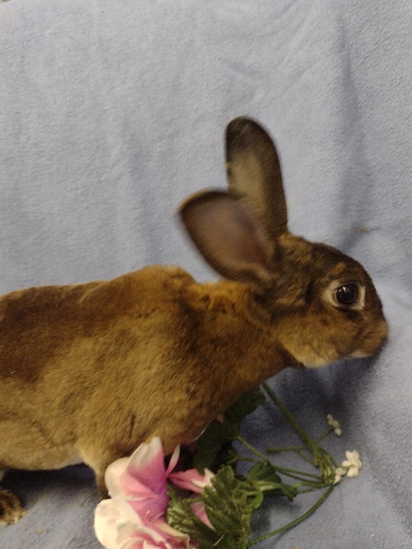 Rabbit for adoption - Marie, a Mini Rex in Plymouth, MI | Petfinder