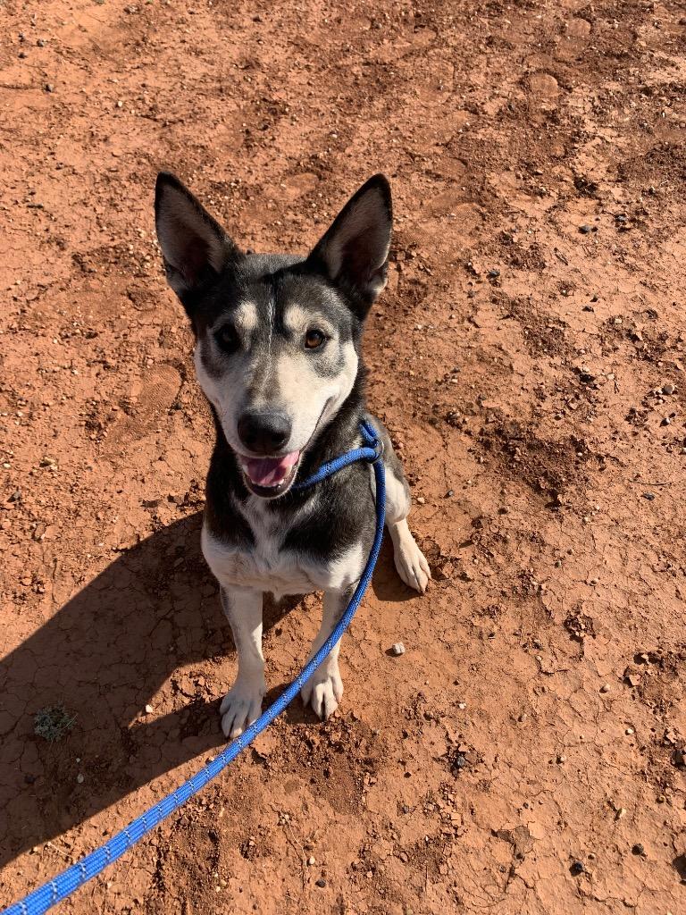 Enlarge Roger, a Adoptable mixed breed in Tucumcari, NM image 1/3