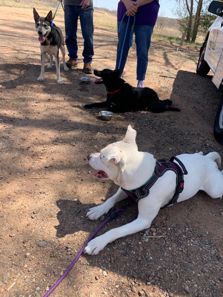 Enlarge Roger, a Adoptable mixed breed in Tucumcari, NM image 3/3