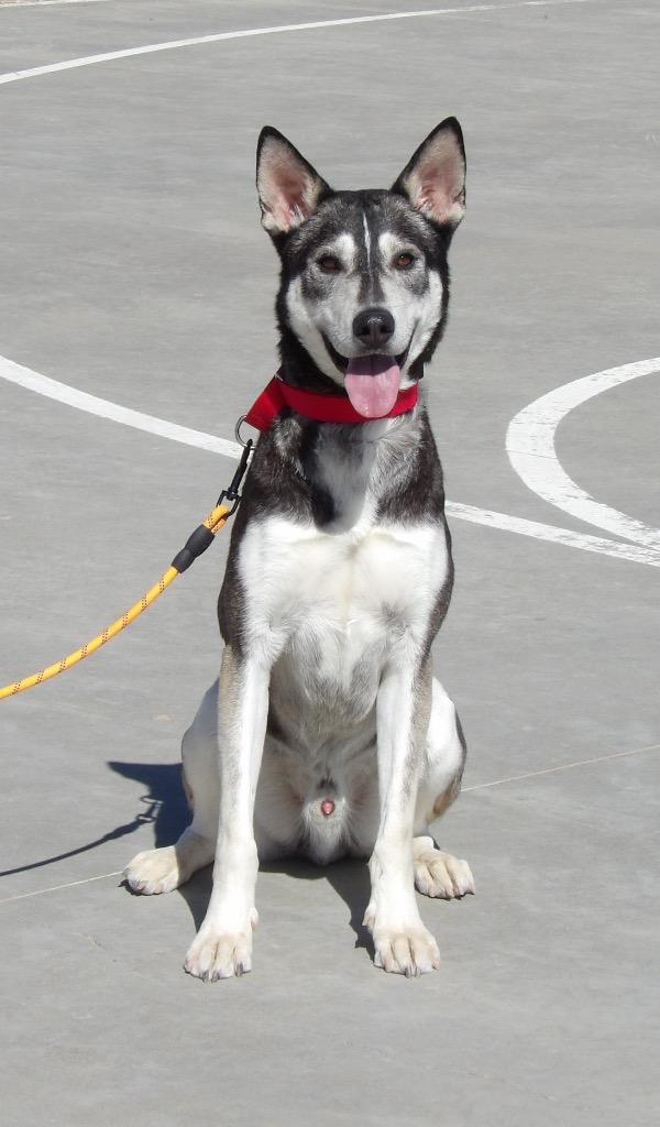 Roger, a Adoptable mixed breed in Tucumcari, NM image 3/4