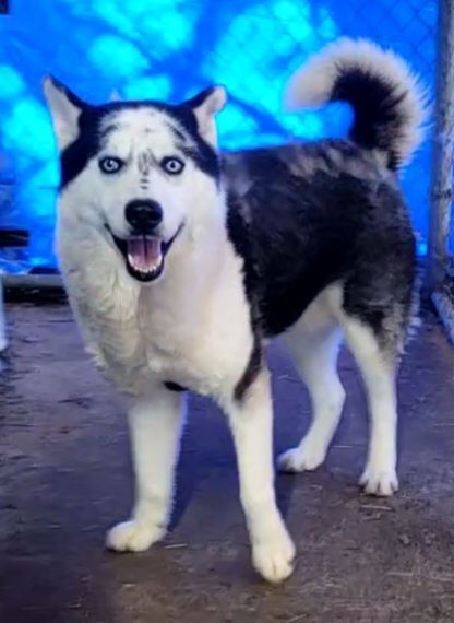 Tyson, Adopted, Adult Male Husky.