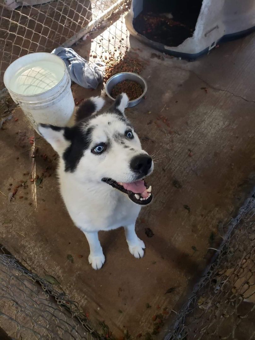 Enlarge Tyson, a Adopted Husky in McCrory, AR image 2/11