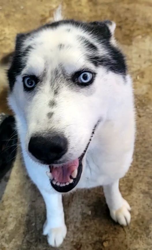 Enlarge Tyson, a Adopted Husky in McCrory, AR image 3/11