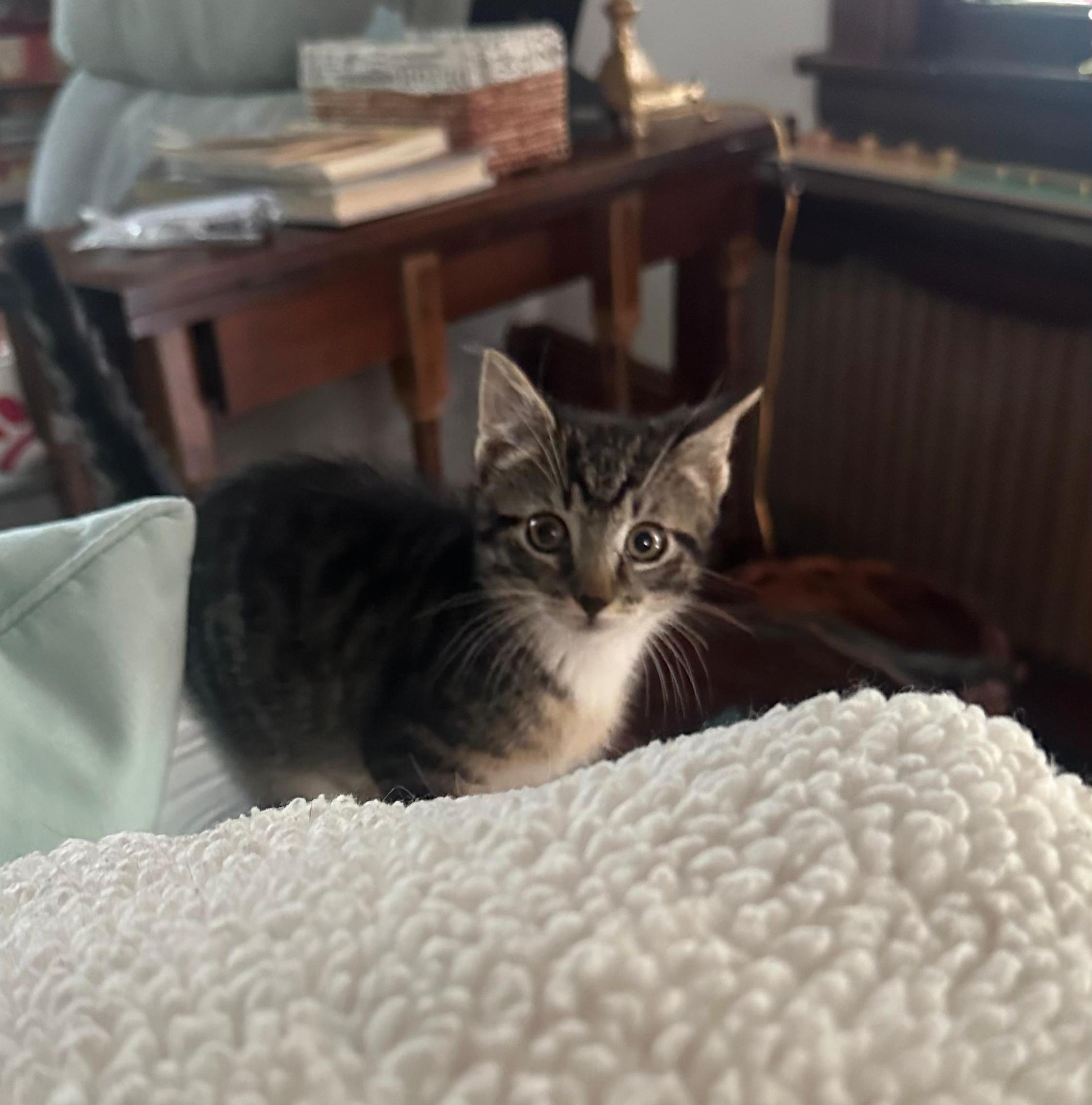 Enlarge Einstein, a Adoptable Domestic Short Hair in Jersey City, NJ image 1/2