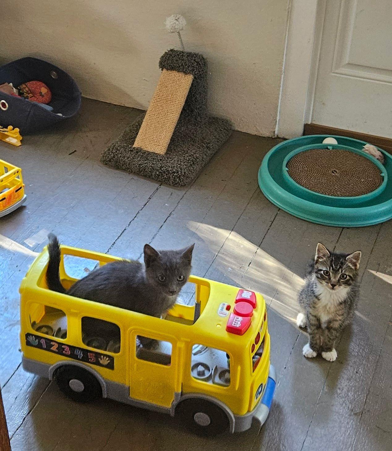 Einstein, a Adoptable Domestic Short Hair in Jersey City, NJ image 2/2