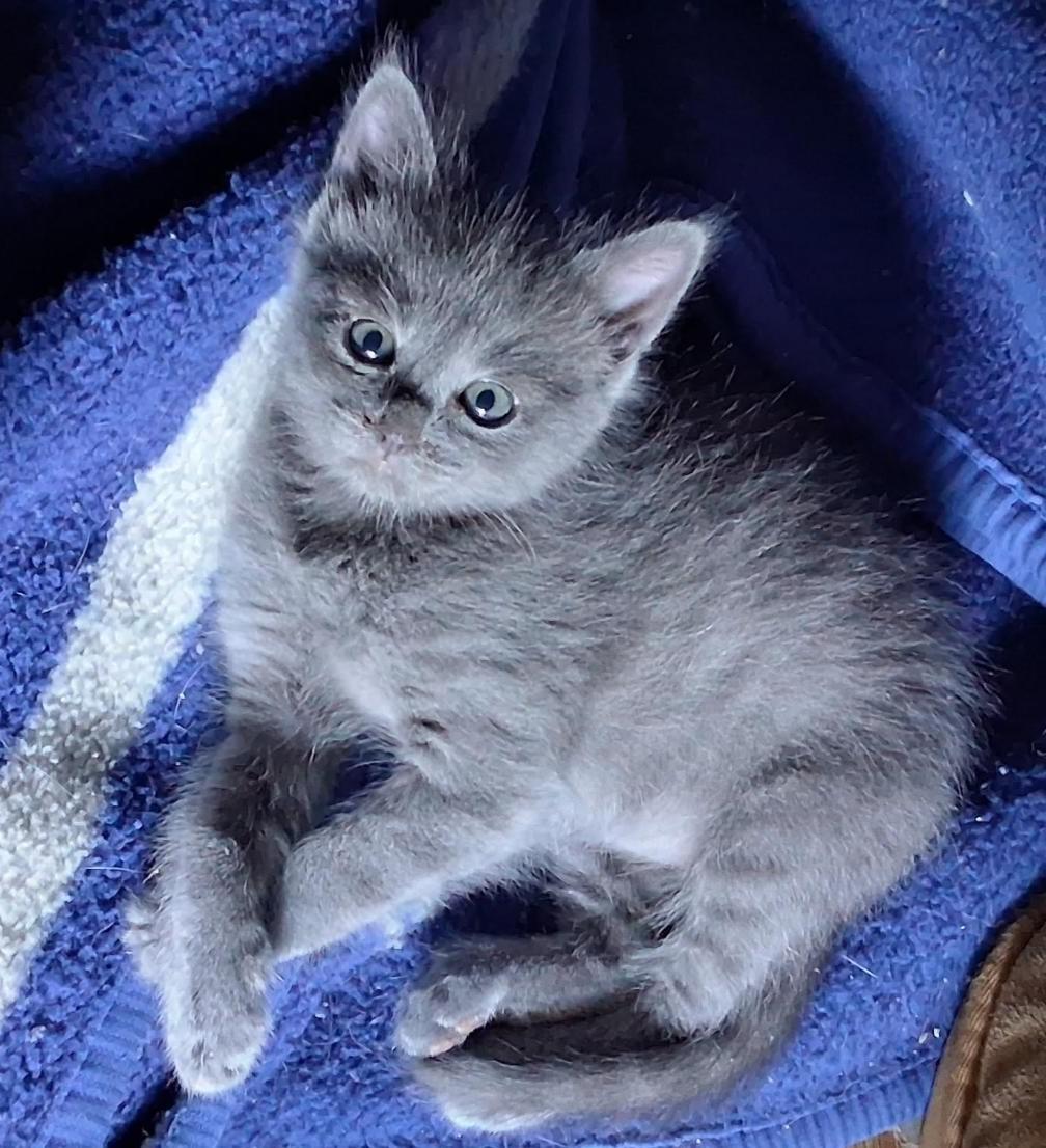 Sapphire, ADOPTABLE, Kitten Female Domestic Medium Hair.