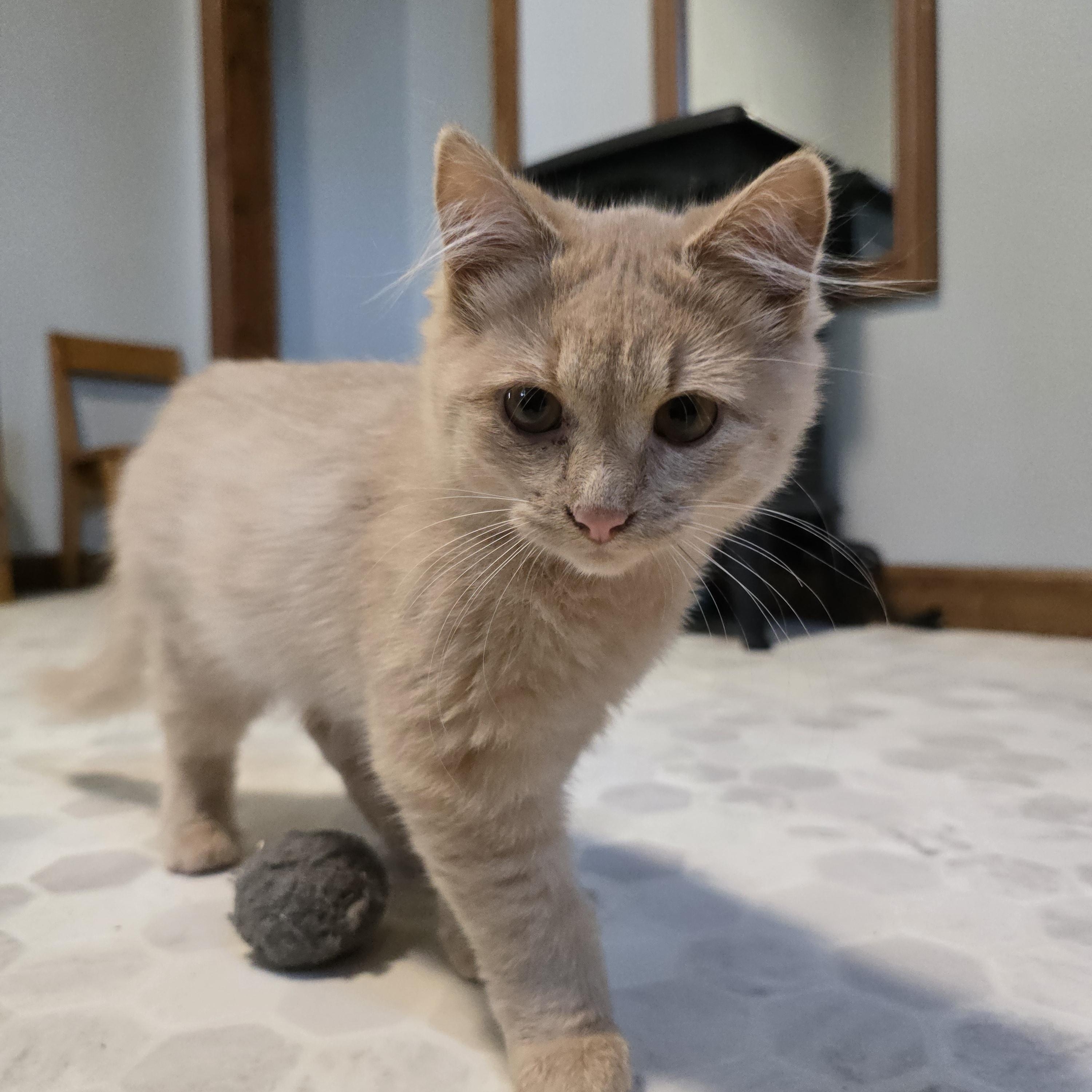 Enlarge Marshmallow, an adoptable mixed breed in Big Lake, MN image 5/6