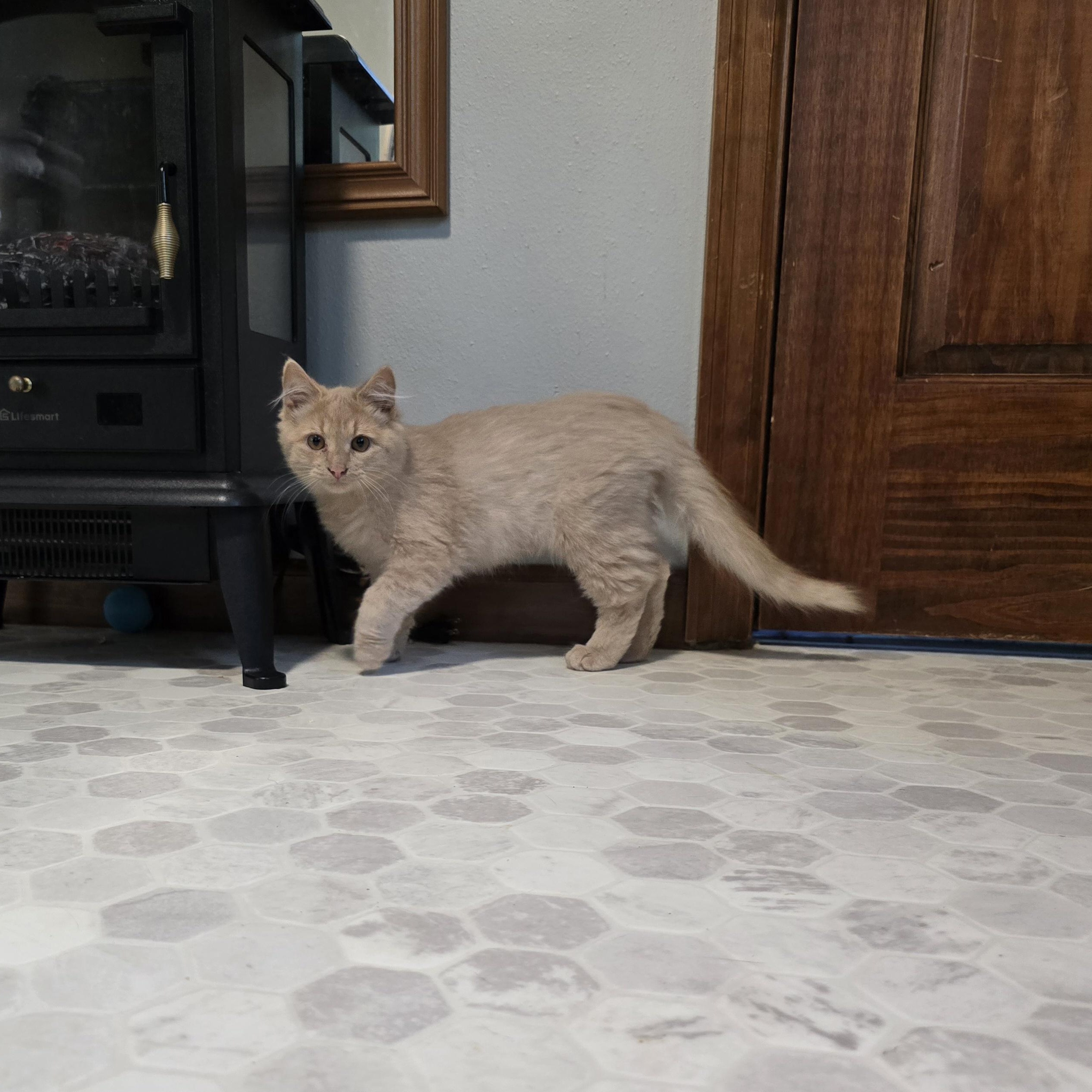 Enlarge Marshmallow, an adoptable mixed breed in Big Lake, MN image 6/6