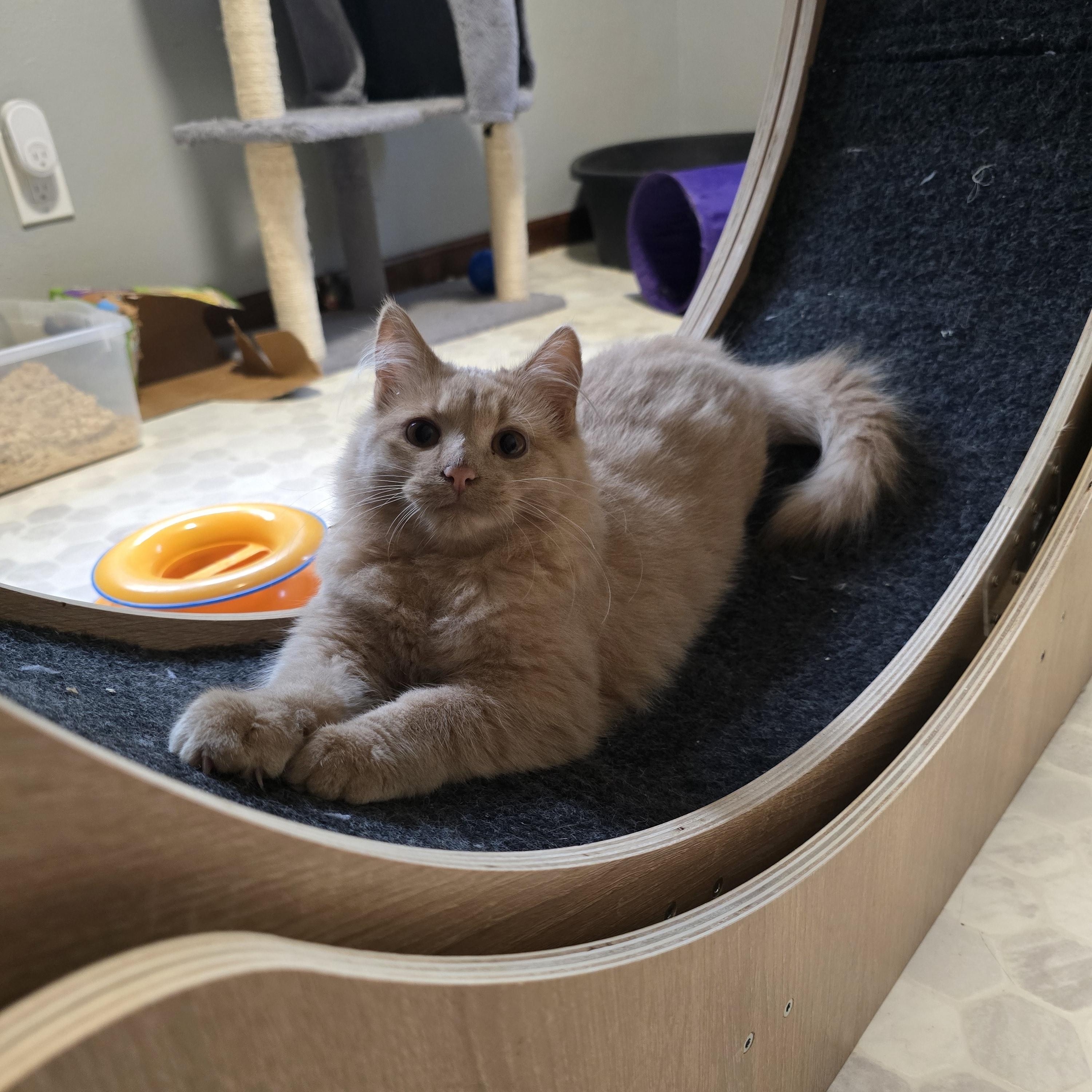 Enlarge Marshmallow, an adoptable mixed breed in Big Lake, MN image 1/6