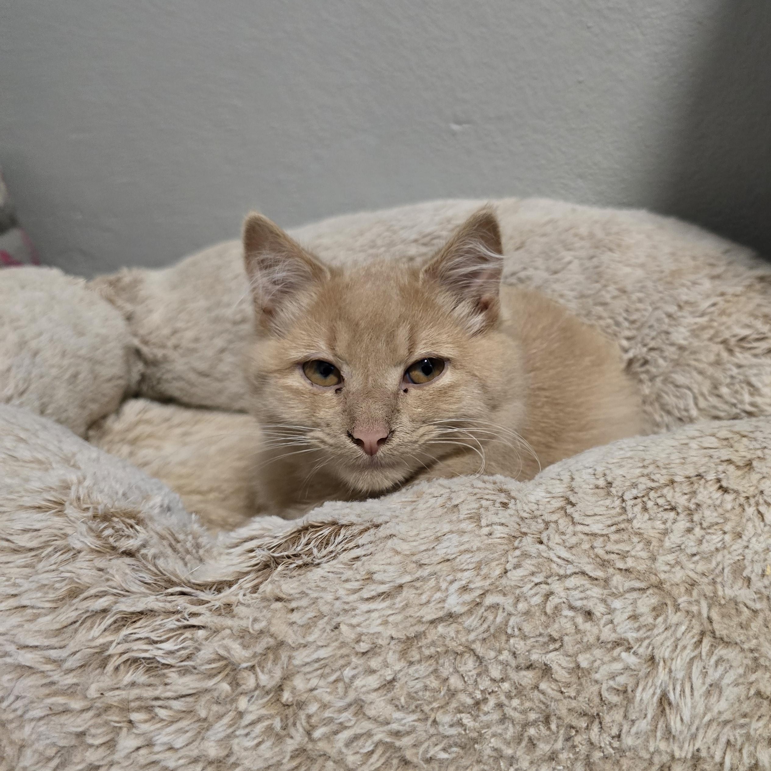 Enlarge Marshmallow, an adoptable mixed breed in Big Lake, MN image 4/6