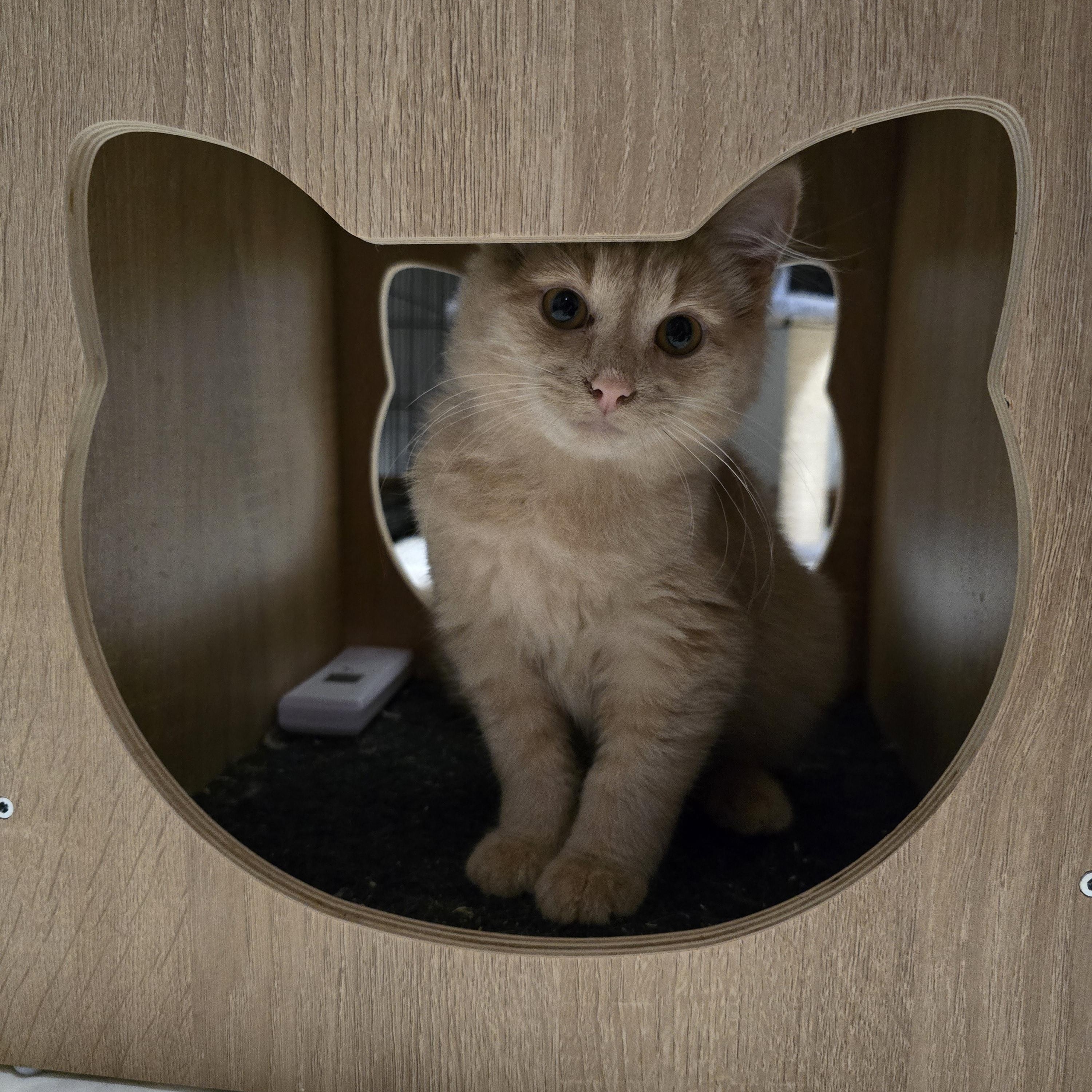 Enlarge Marshmallow, an adoptable mixed breed in Big Lake, MN image 2/6