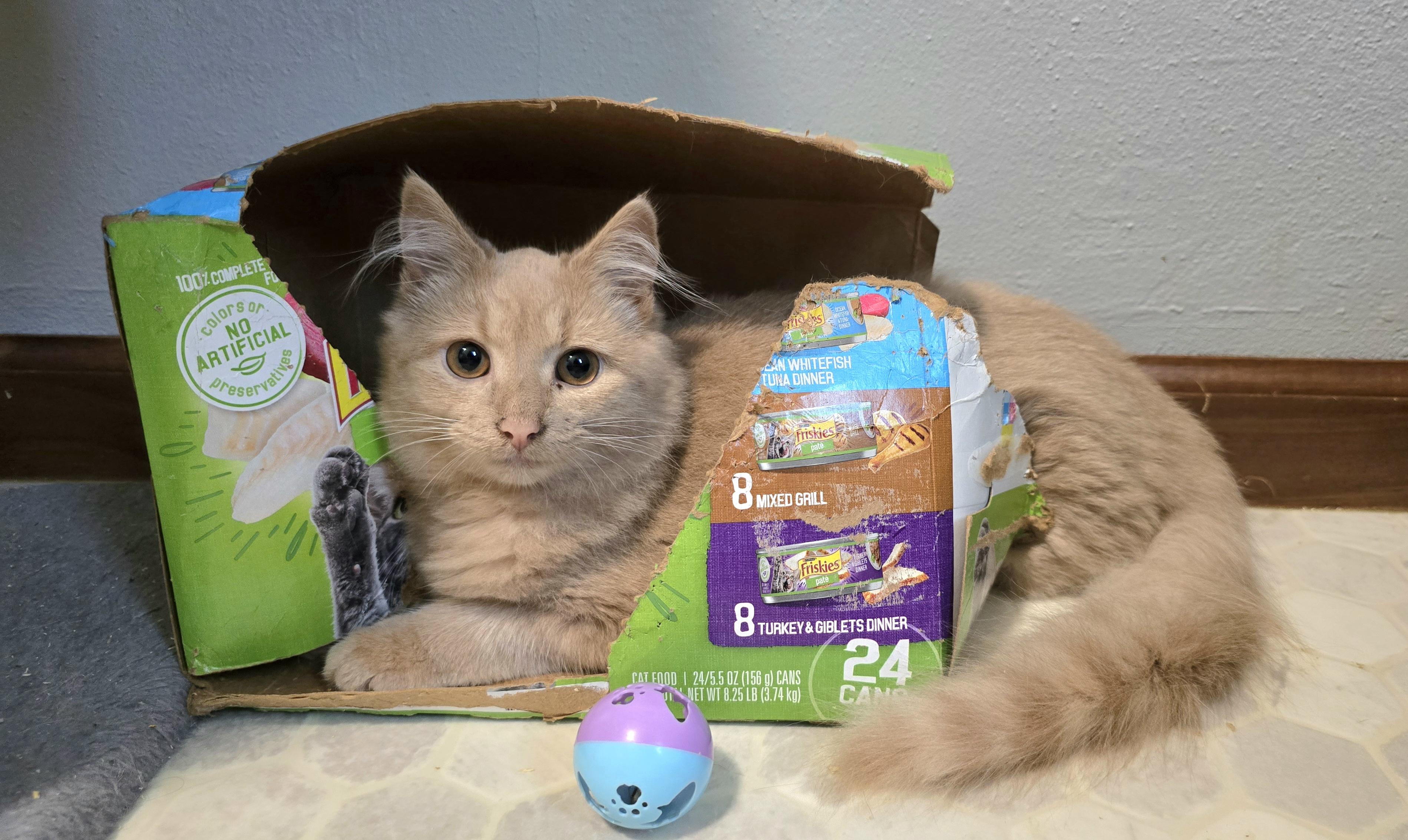 Enlarge Marshmallow, an adoptable mixed breed in Big Lake, MN image 3/6