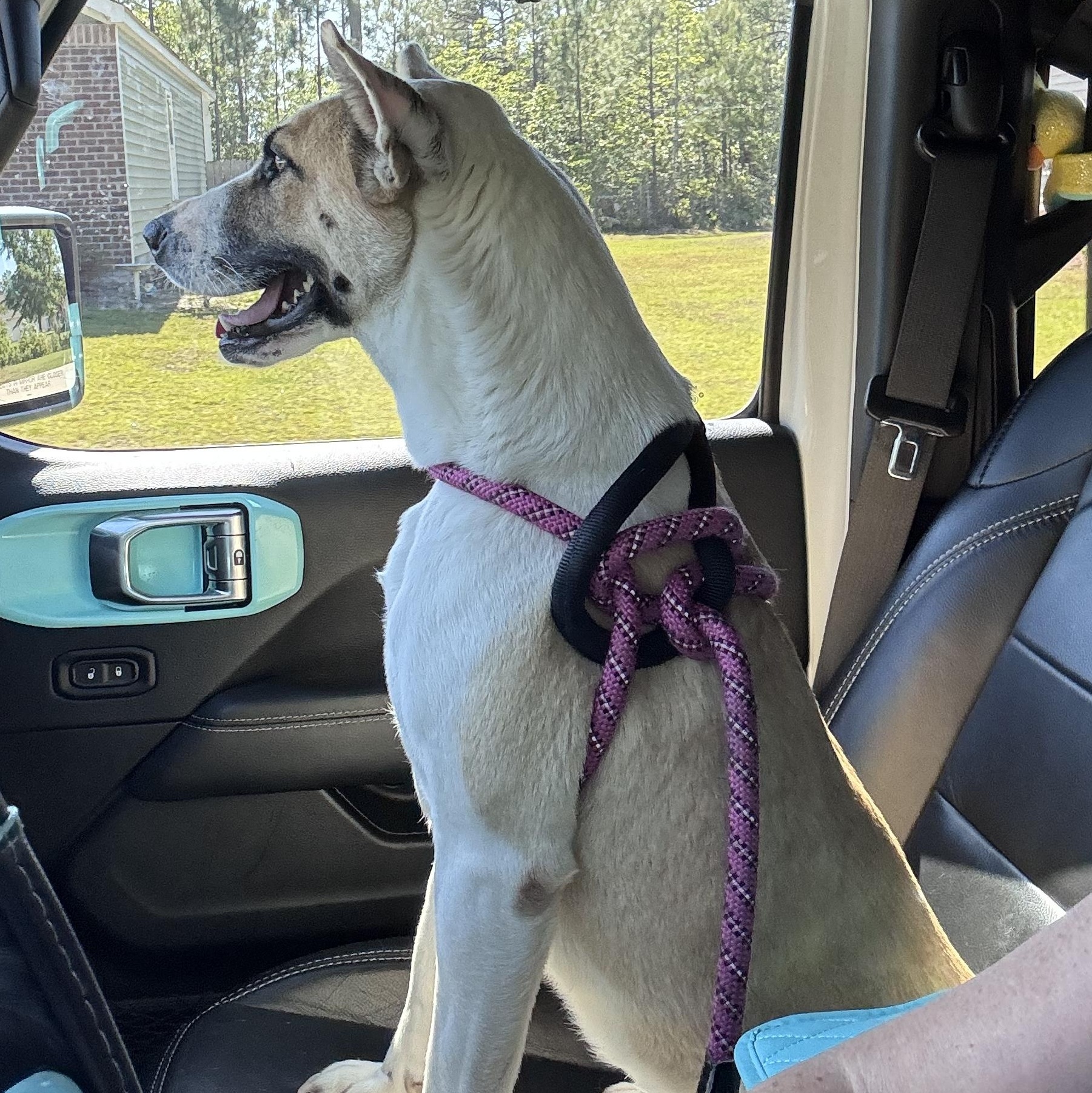 Lyra, a ADOPTABLE mixed breed in Calabash, NC image 5/5
