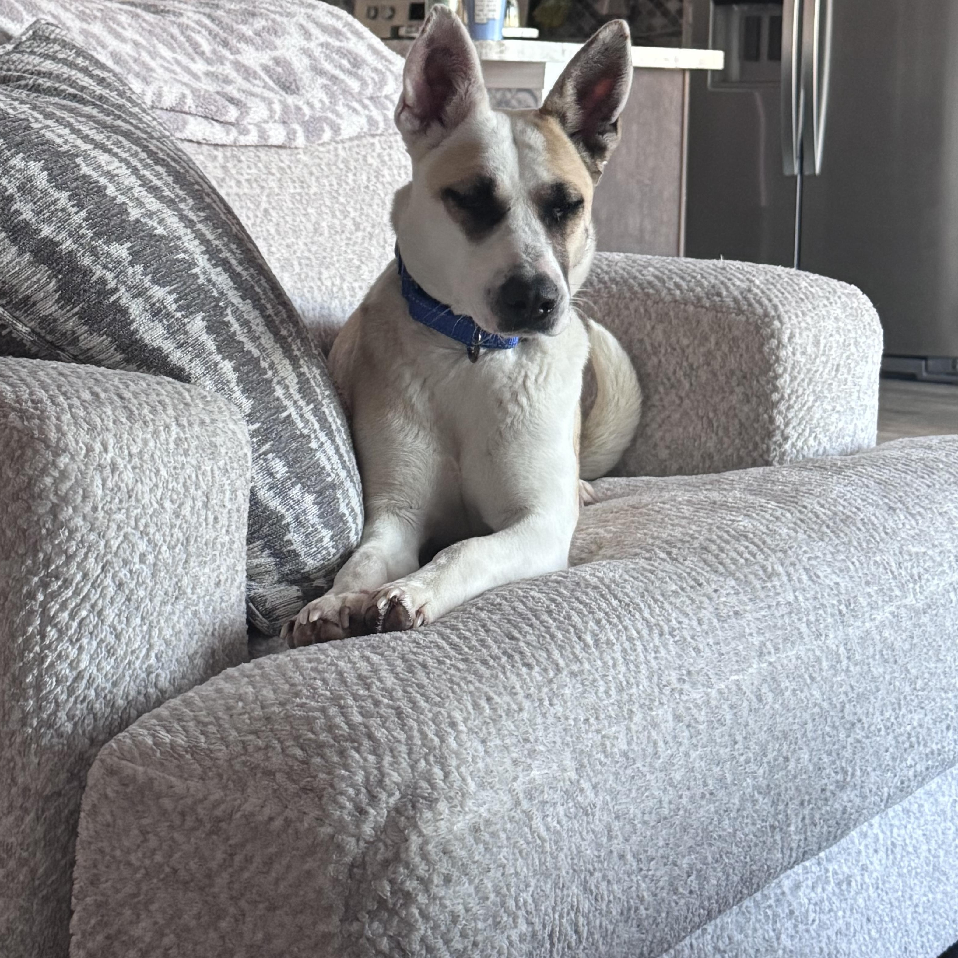 Lyra, ADOPTABLE, Young Female Husky.