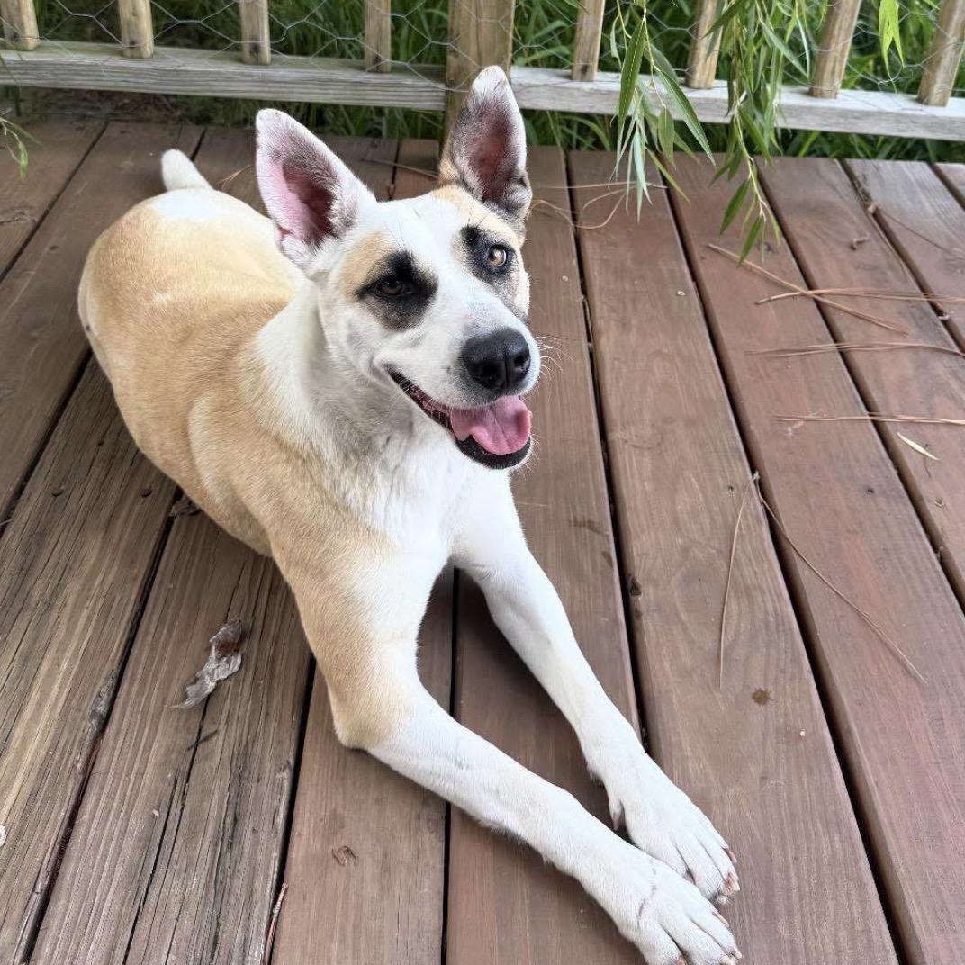 Lyra, ADOPTABLE, Young Female Husky.