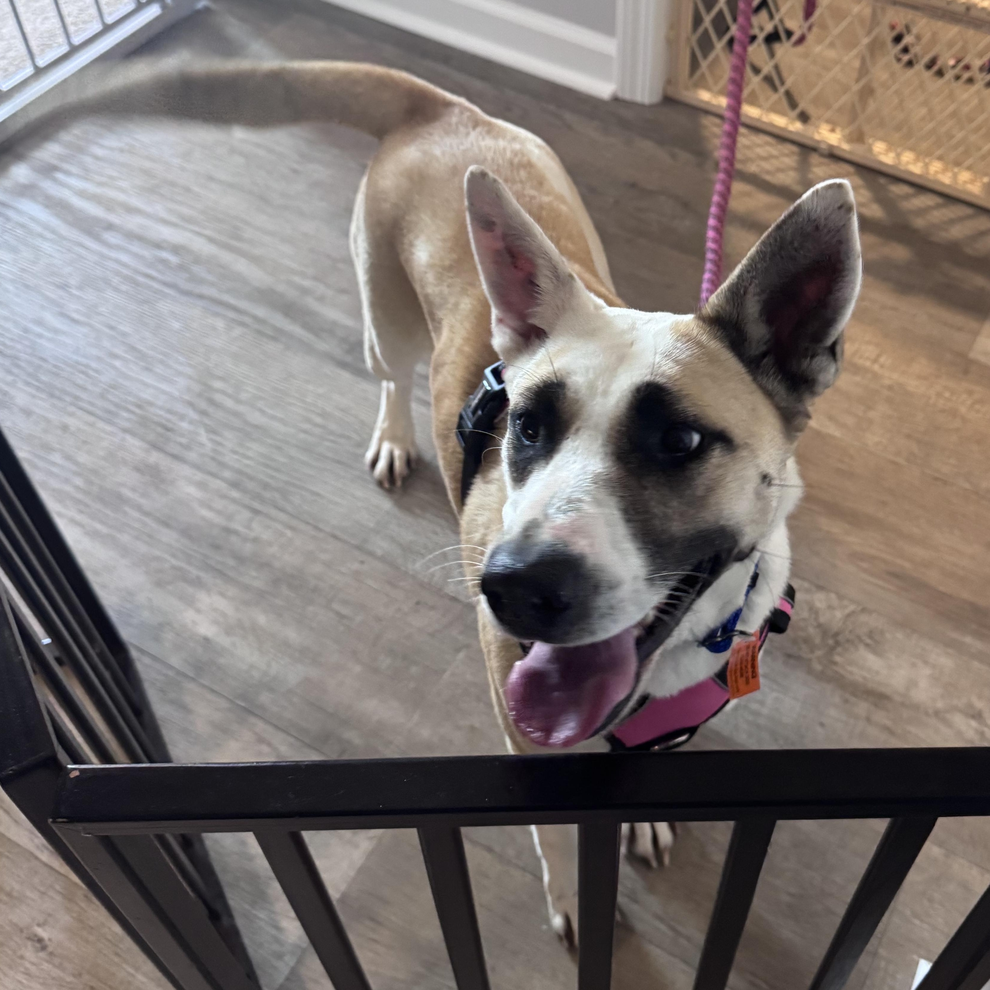 Lyra, a ADOPTABLE mixed breed in Calabash, NC image 2/5