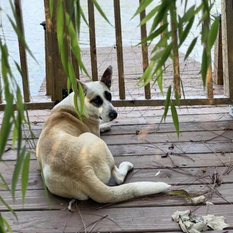 Lyra, a ADOPTABLE mixed breed in Calabash, NC image 4/4