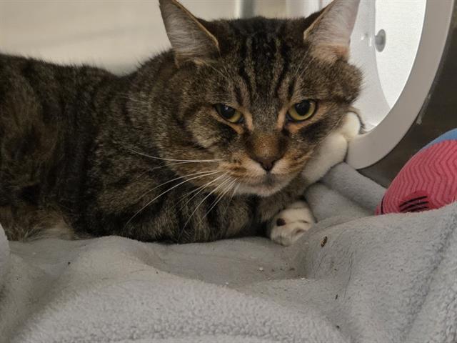 Enlarge NATSU, a Adoptable Domestic Short Hair in Kent, WA image 1/1