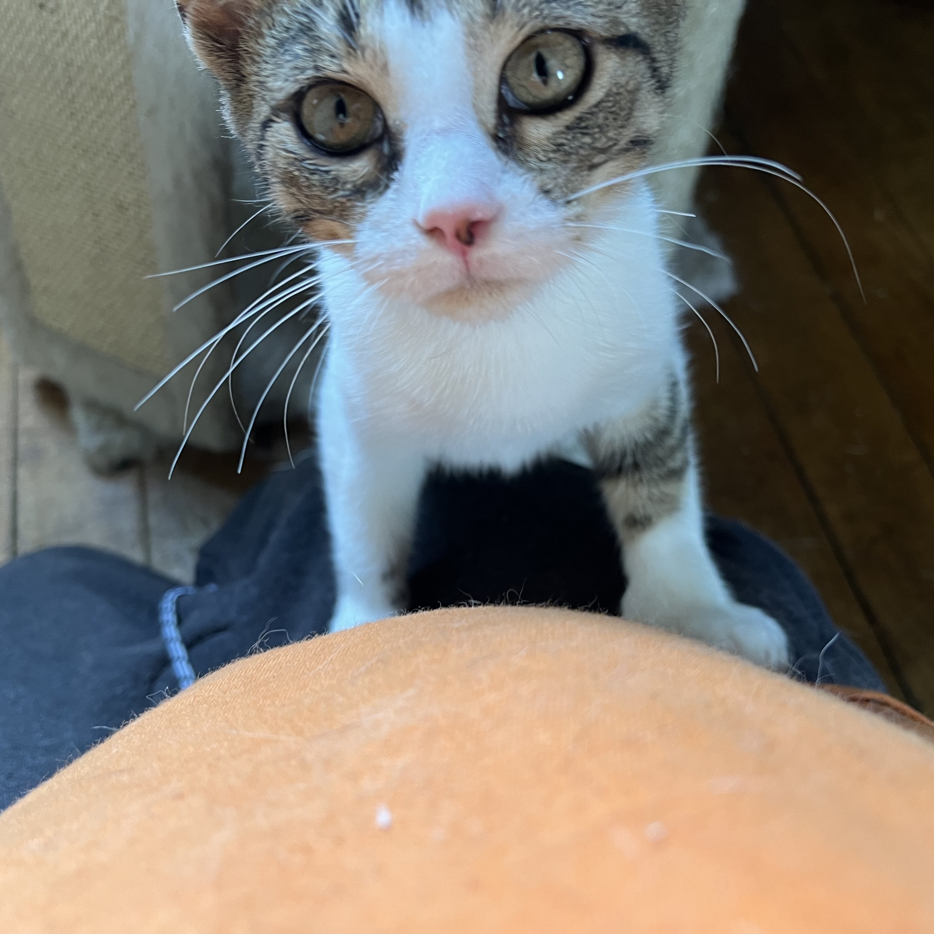 Polly, Adoptable, Young Female Calico & Tabby.