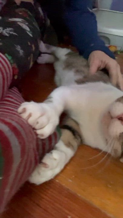 Enlarge Polly, a Adoptable mixed breed in Newark valley, NY video 2/4