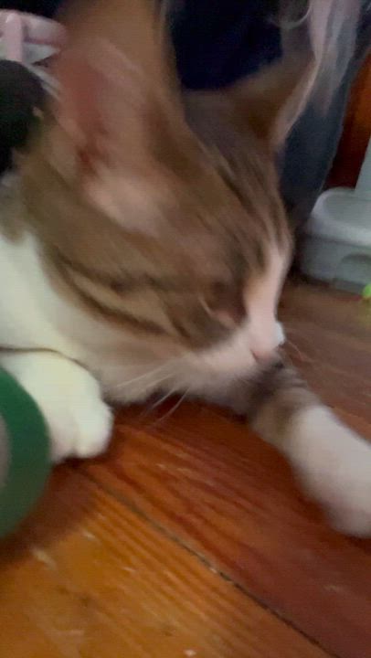 Enlarge Polly, a Adoptable mixed breed in Newark valley, NY video 3/4