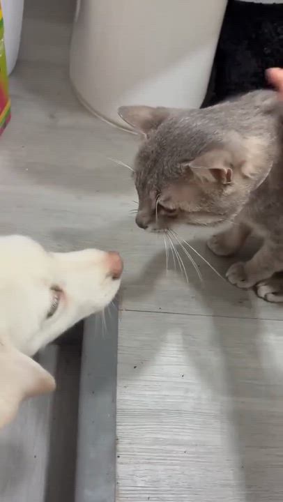 Enlarge Toshi, a other mixed breed in Buffalo, NY video 3/6