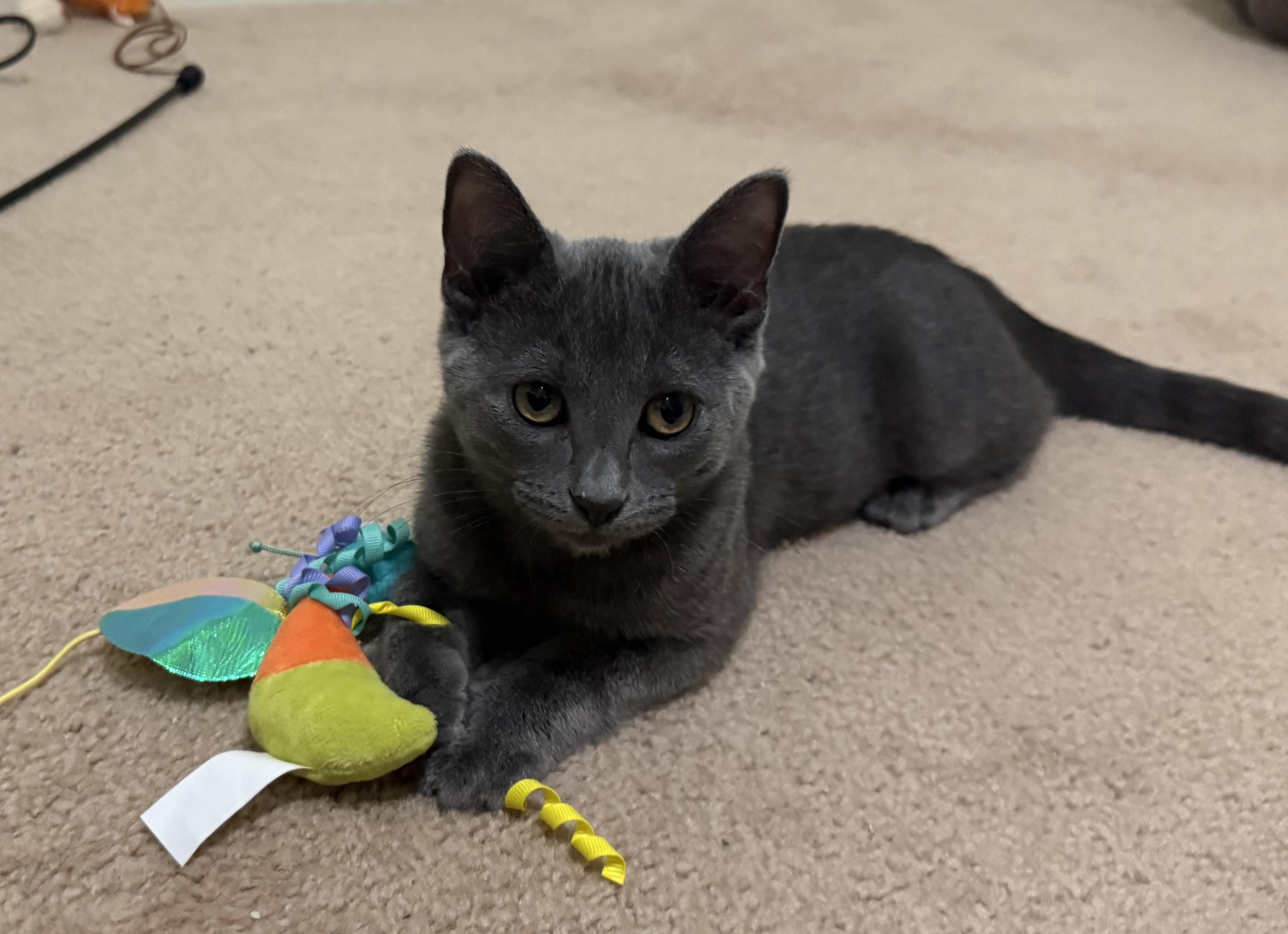 Hayez (purr machine), a Adoptable Domestic Short Hair in South Lyon, MI image 1/4