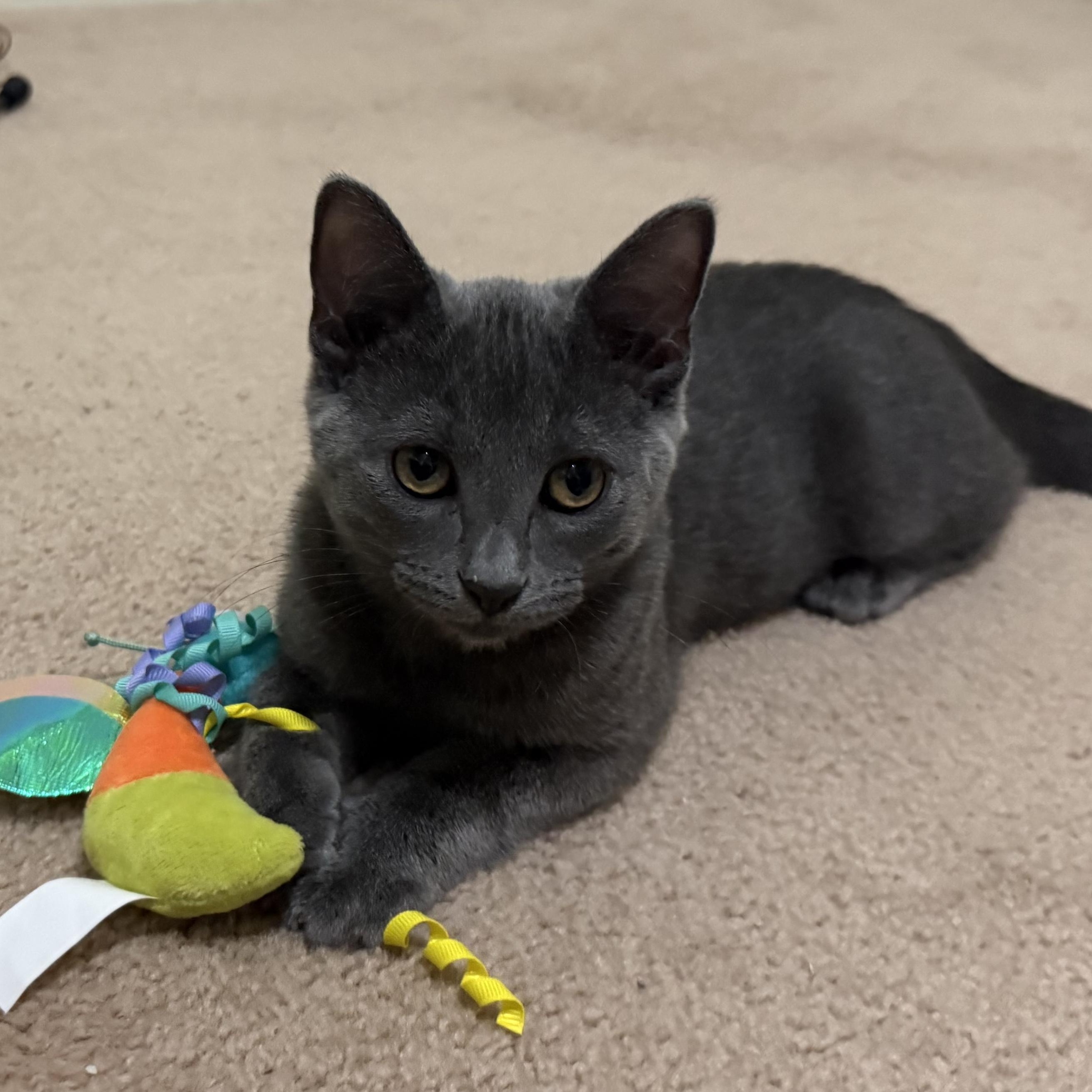 Enlarge Hayez (purr machine), a Adopted Domestic Short Hair in South Lyon, MI image 3/6