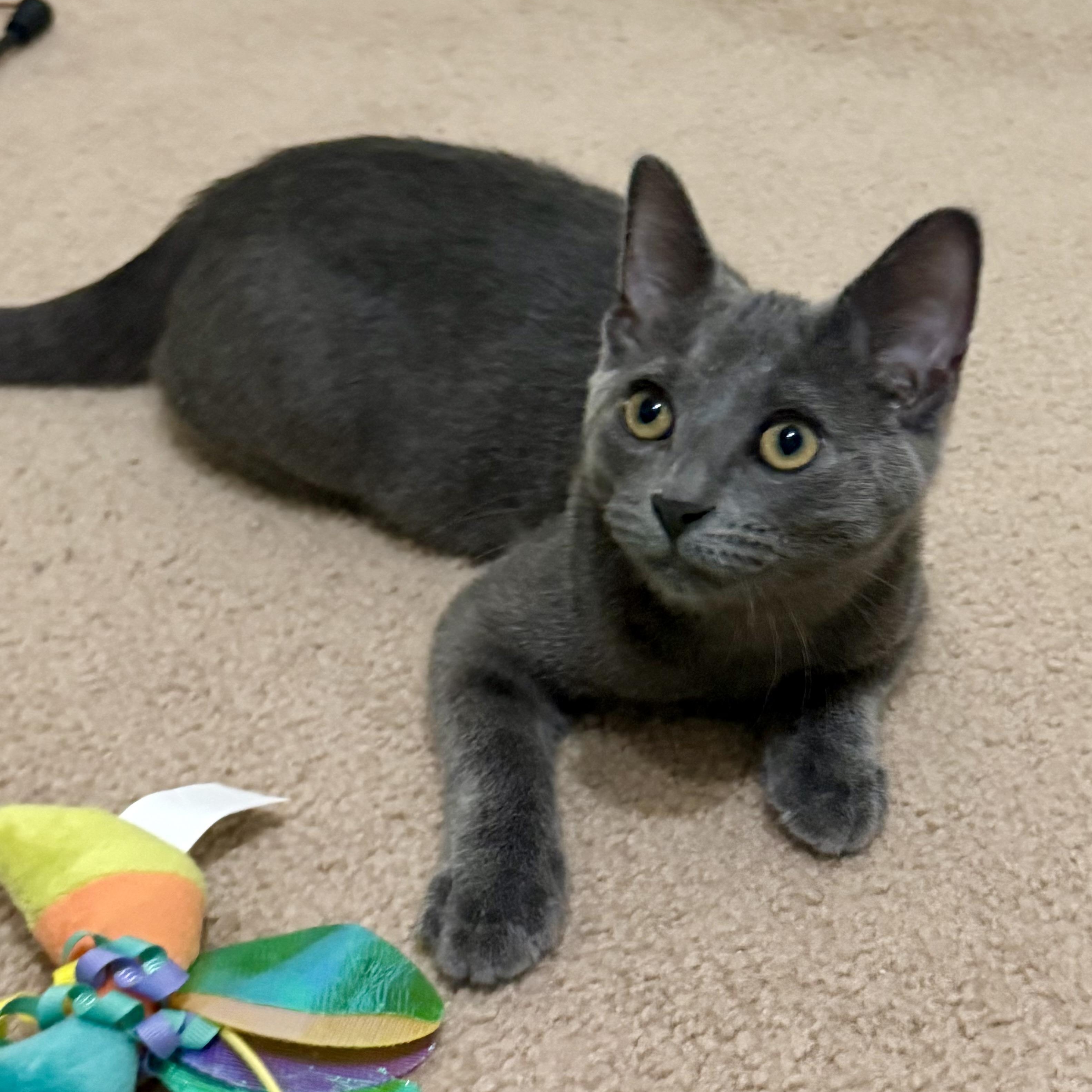 Enlarge Hayez (purr machine), a Adopted Domestic Short Hair in South Lyon, MI image 2/6