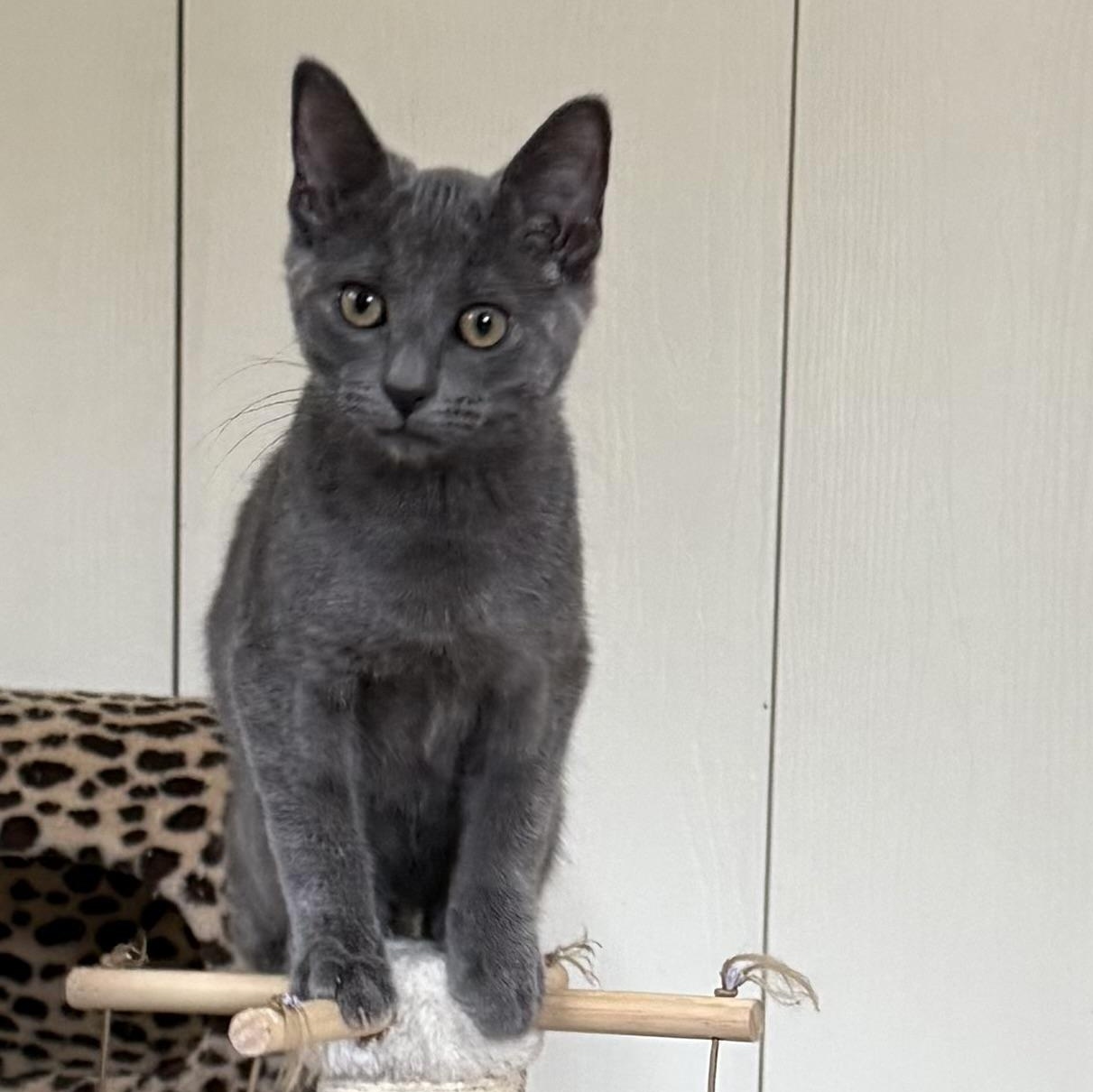 Enlarge Hayez (purr machine), a Adopted Domestic Short Hair in South Lyon, MI image 6/6
